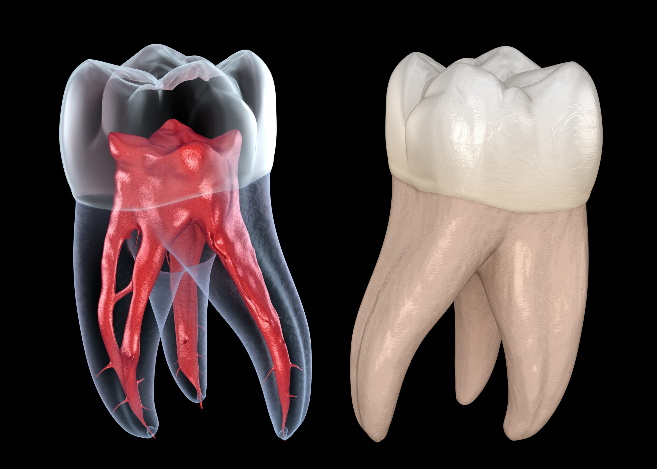 Dental Endodontics